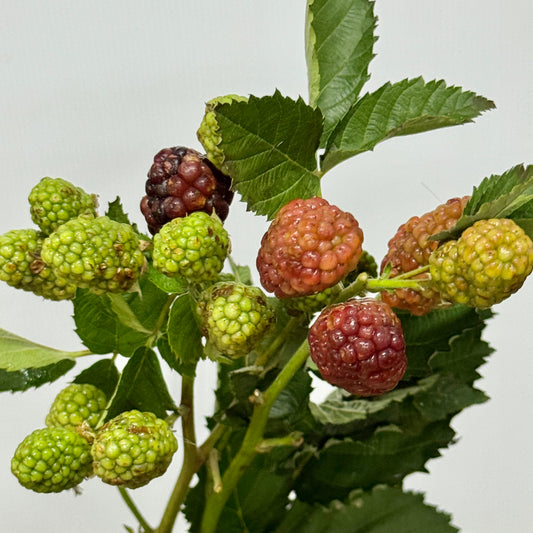 Raspberry 树莓