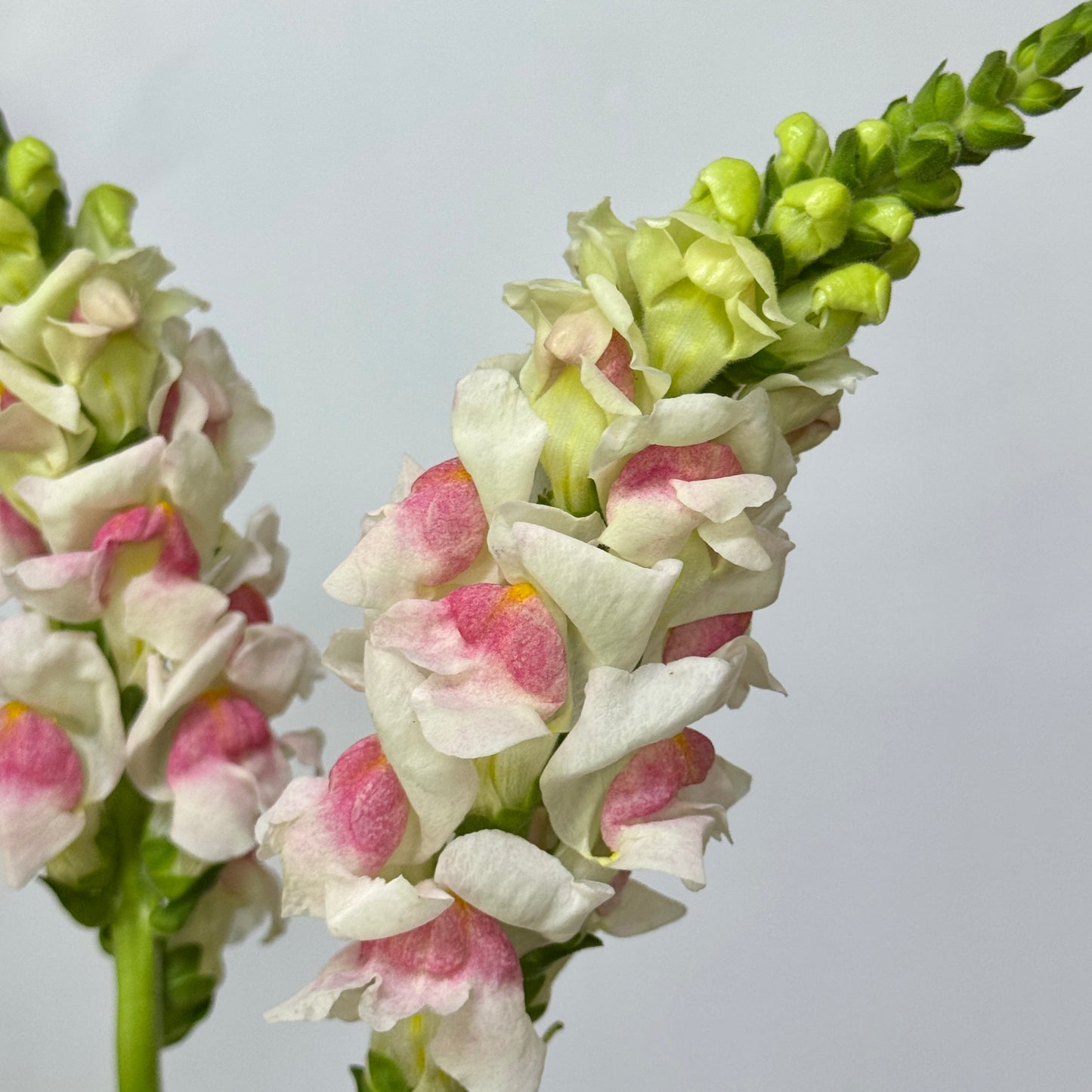 Antirrhinum 金鱼草 - White Pink