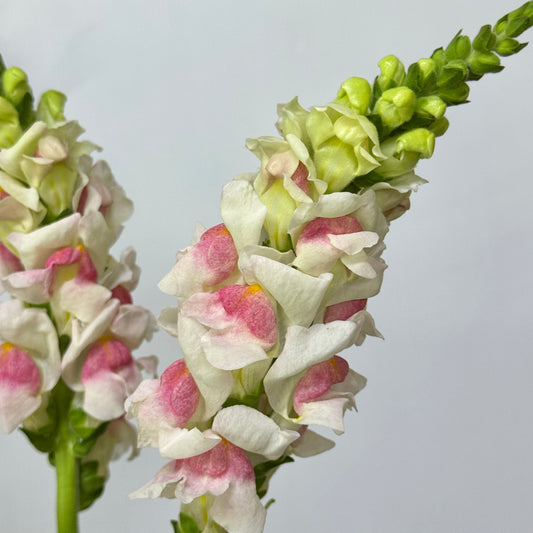 Antirrhinum 金鱼草 - White Pink