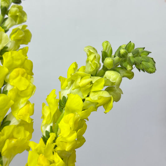 Antirrhinum 金鱼草 - Yellow
