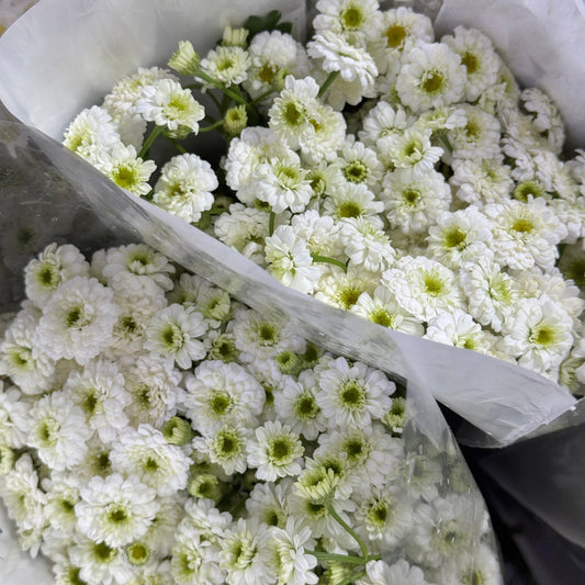 Matricaria Double Petals