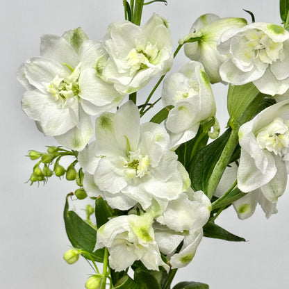 Delphinium (70cm-90cm) - White