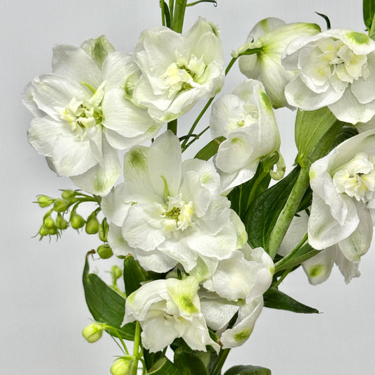 Delphinium (70cm-90cm) - White