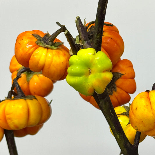 Pumpkin