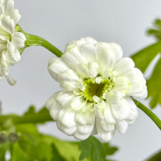 Matricaria Double Petals