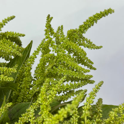 Amaranthus Straight 直米 - Green