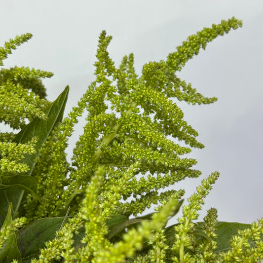 Amaranthus Straight 直米 - Green