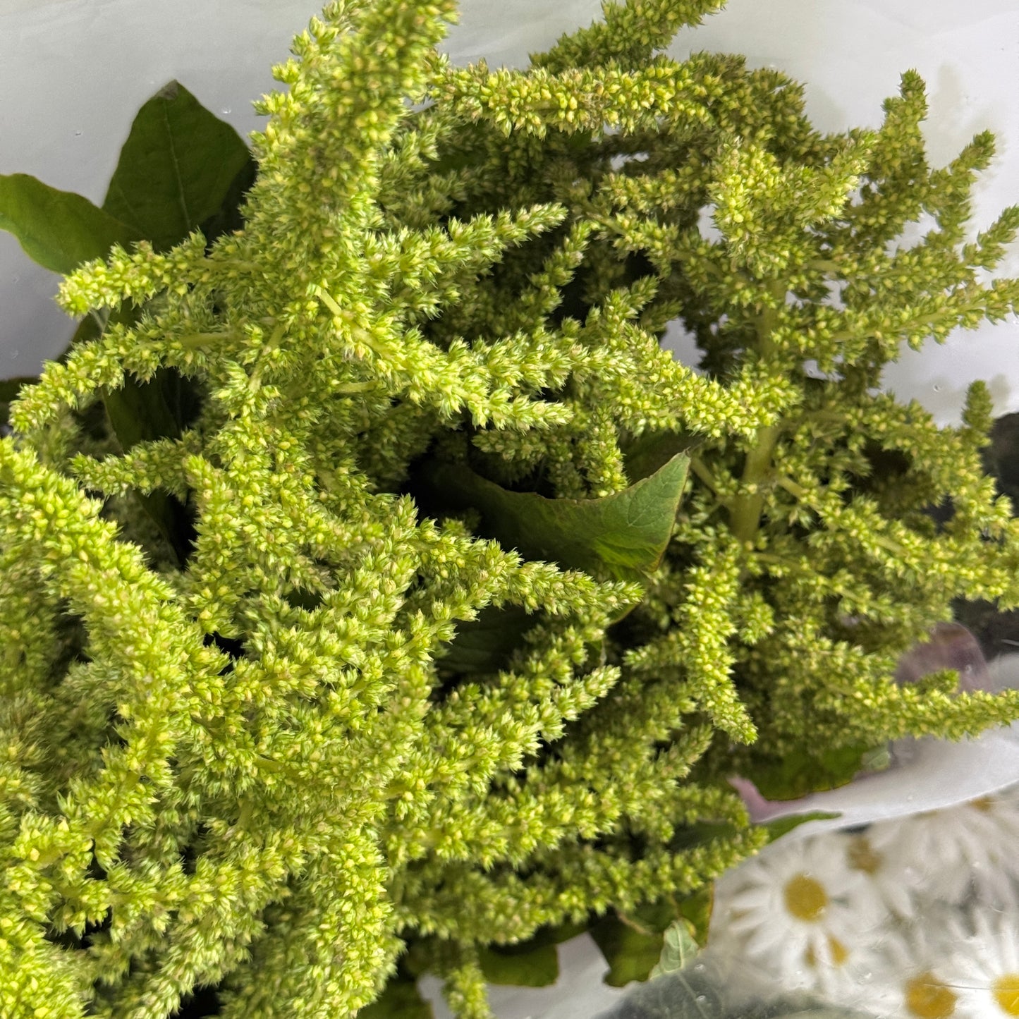 Amaranthus Straight 直米 - Green