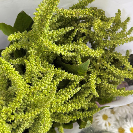 Amaranthus Straight 直米 - Green