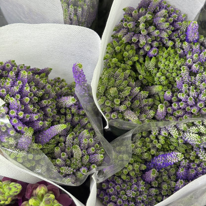 Salvia - Purple 鼠尾