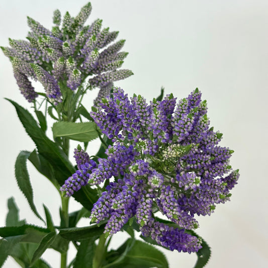 Veronica Spray 多头鼠尾