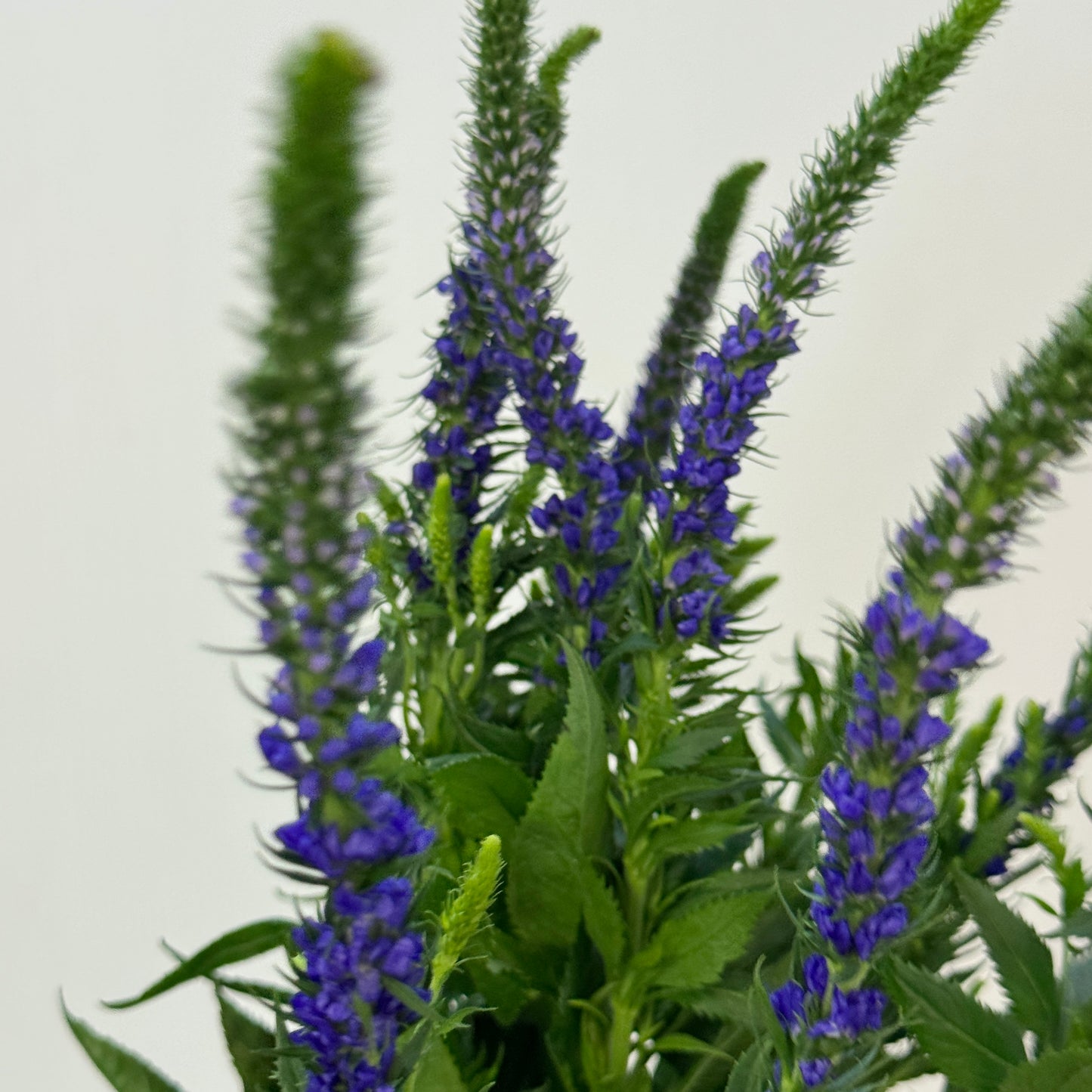 Salvia - Purple 鼠尾