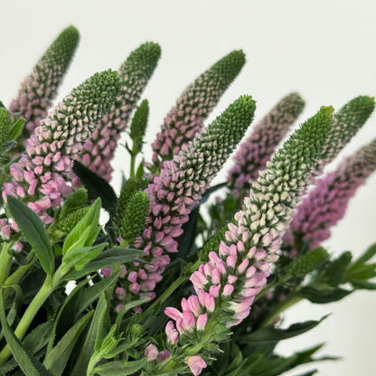 Salvia - Pink 鼠尾