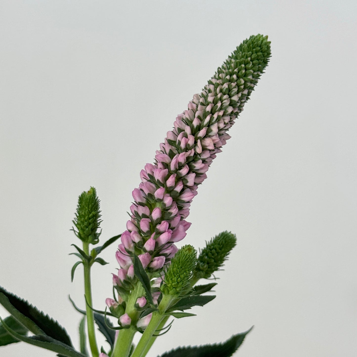 Salvia - Pink 鼠尾