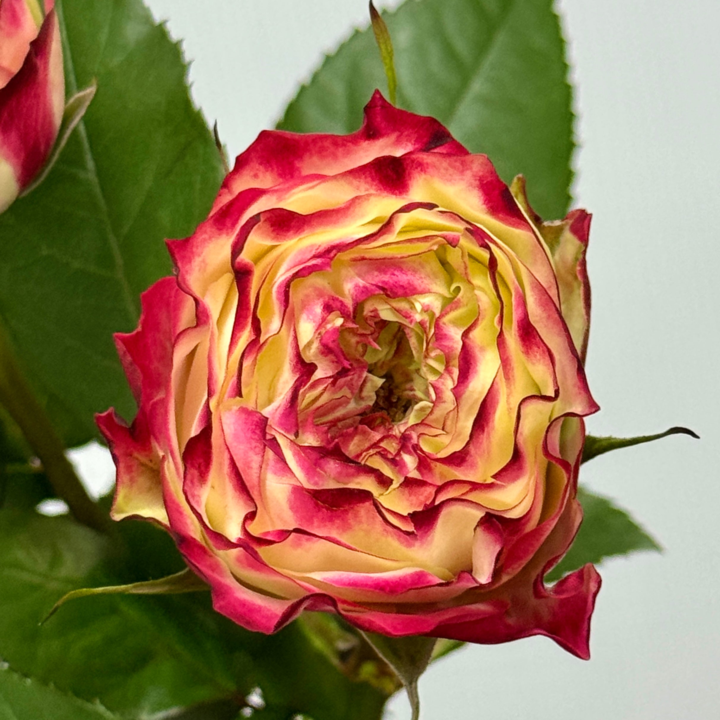 Rose - Apple Jack 苹果杰克 – Berriful Garden