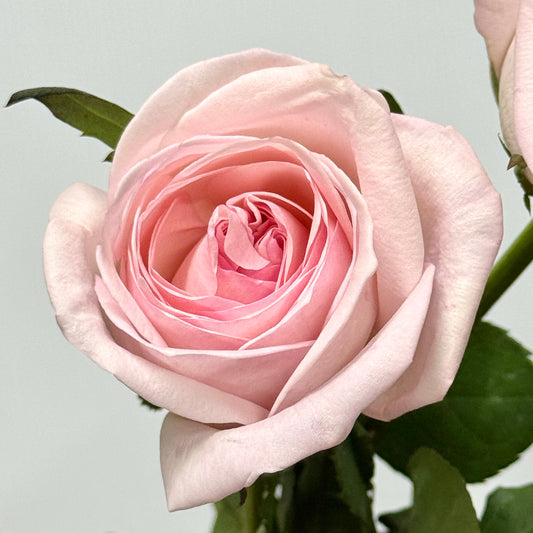 Rose - Lychee Pink 粉荔枝