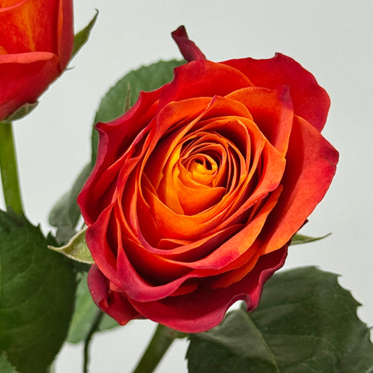 Rose - Flame 火焰