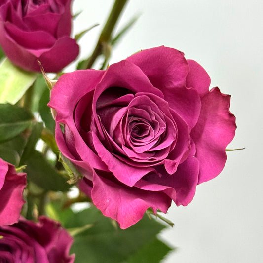 Rose Spray - Blue berry 蓝莓