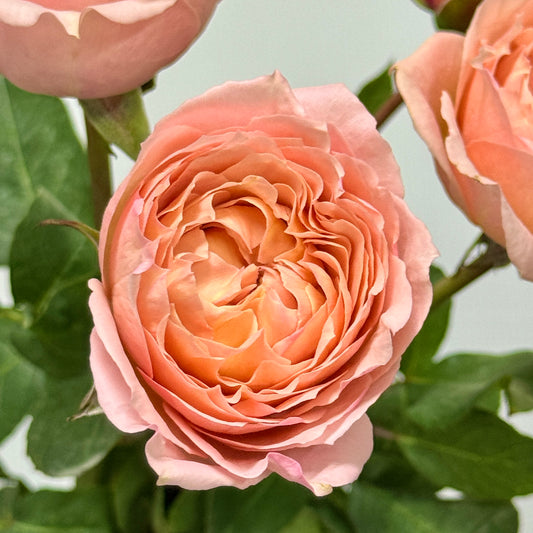 Rose Spray - Julieta 朱丽叶塔