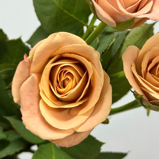 Rose Spray - Cappuccino 卡布奇诺