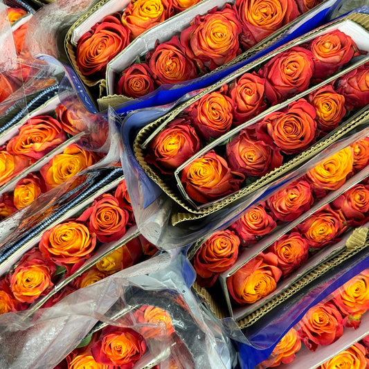 Rose - Flame 火焰