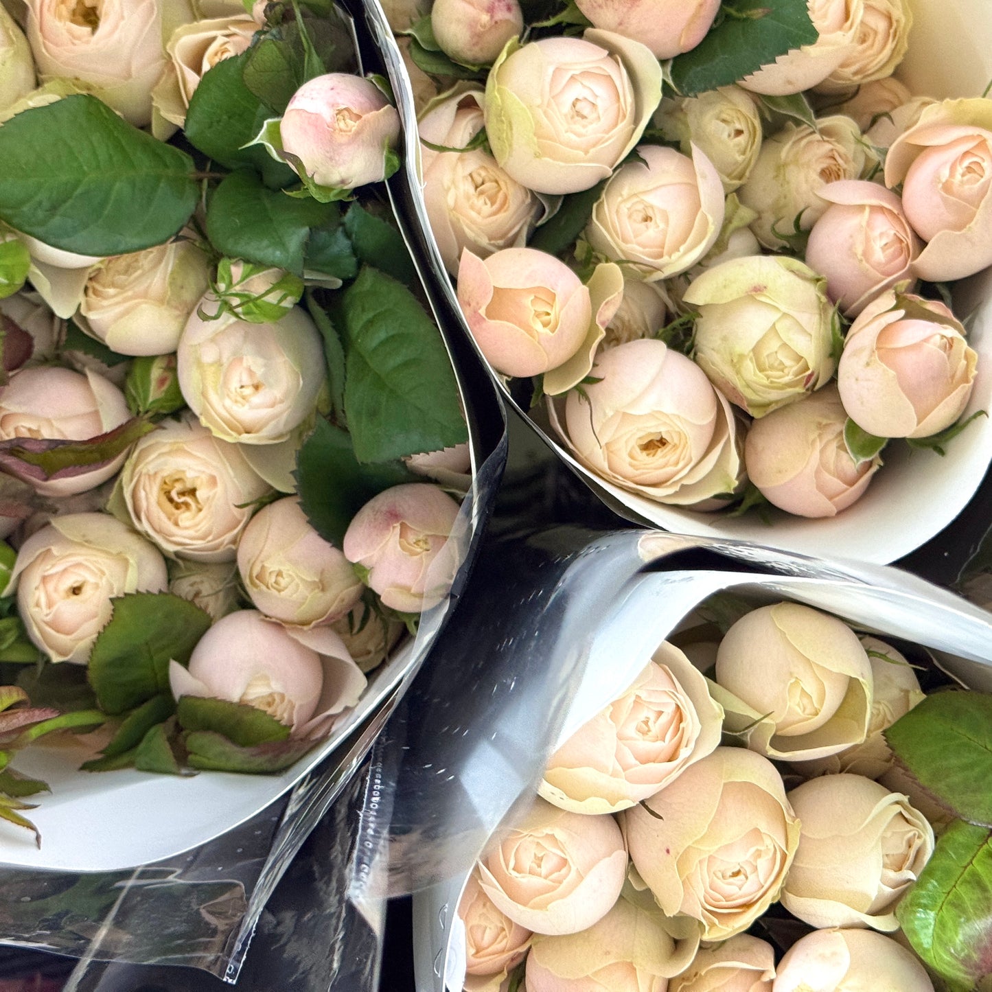 Rose Spray - Darlington 达林顿