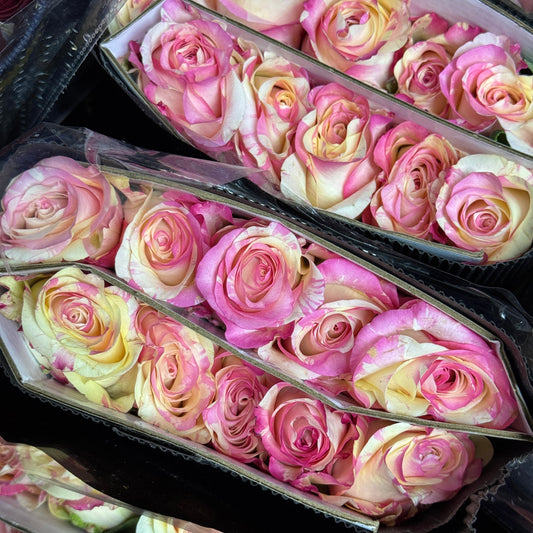 Rose - Nichang 霓裳