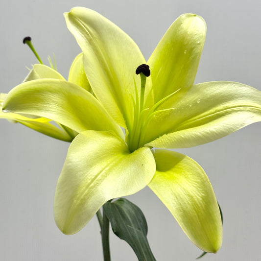 Lily 4+ - Conca Yellow