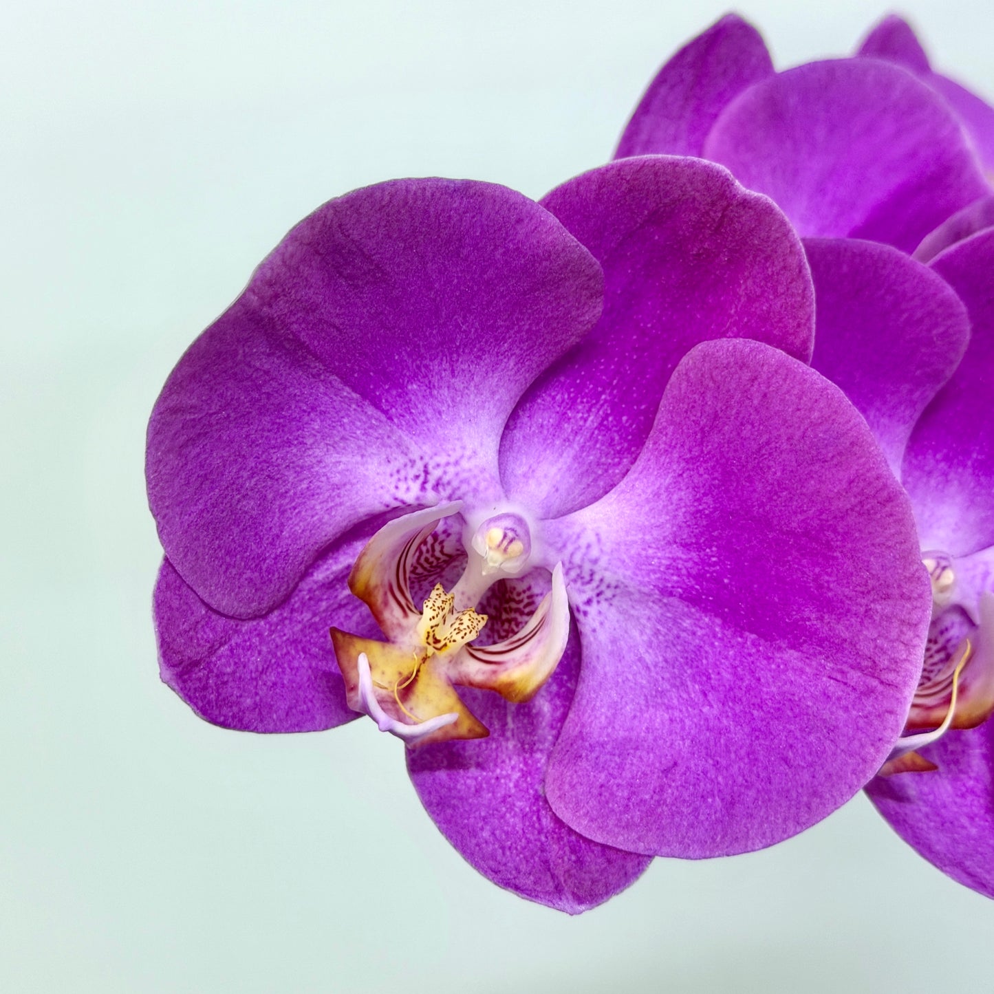 Phalaenopsis Orchid - Purple
