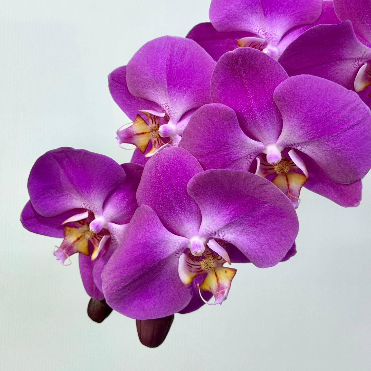 Phalaenopsis Orchid - Purple