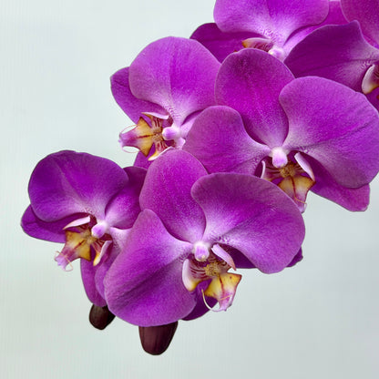 Phalaenopsis Orchid - Purple
