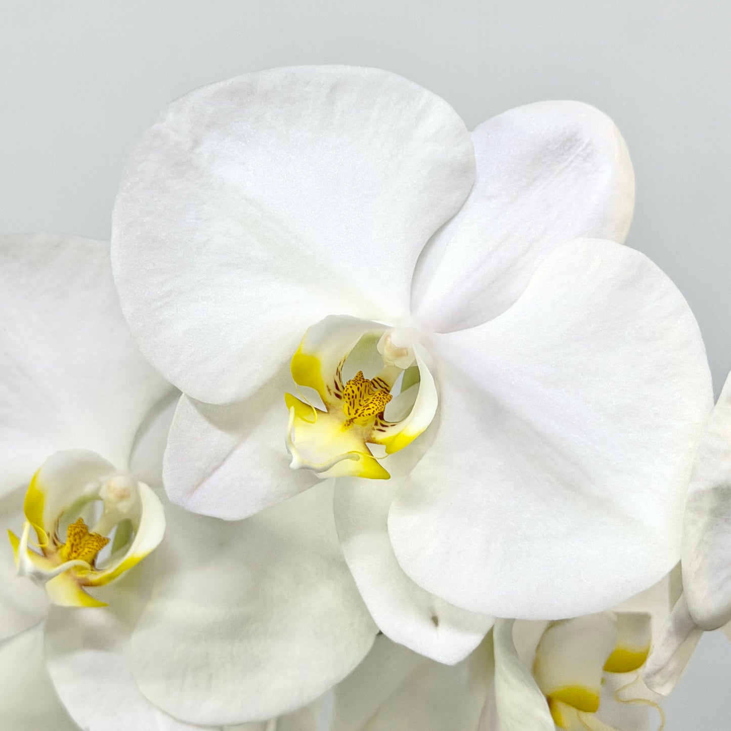 Phalaenopsis Orchid - White