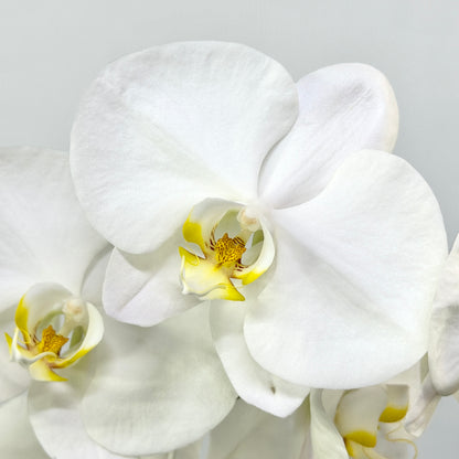 Phalaenopsis Orchid - White
