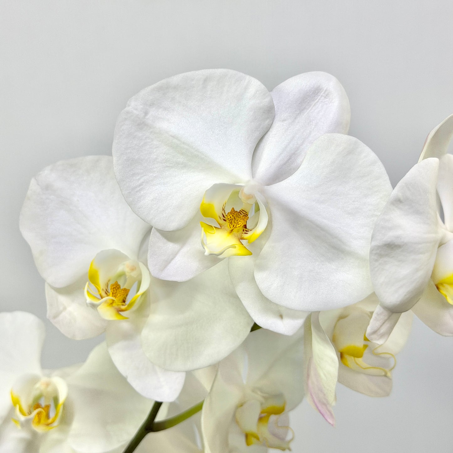 Phalaenopsis Orchid - White
