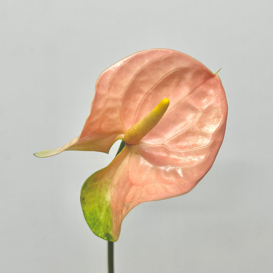 Anthurium Pink - M