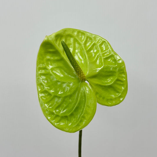 Anthurium Green - M