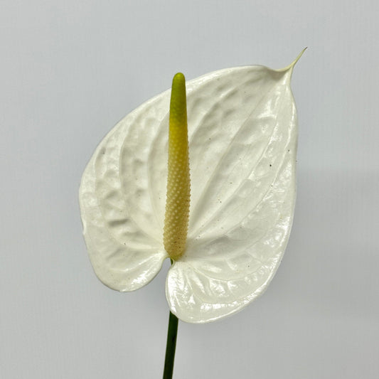 Anthurium White - M