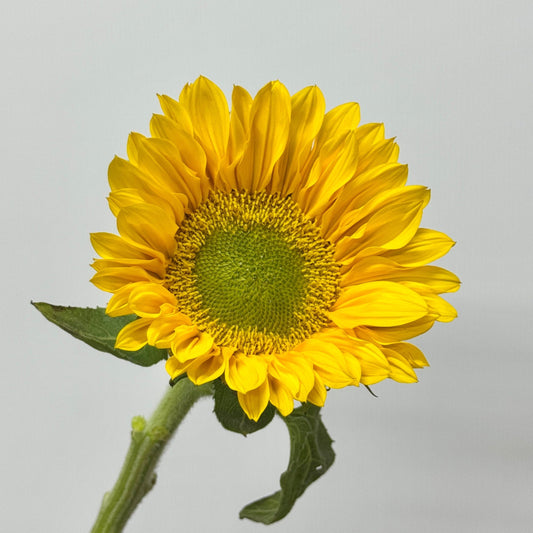 Sunflower - Yellow With Green Heart