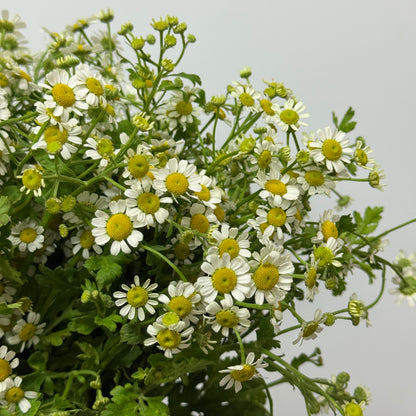 Matricaria