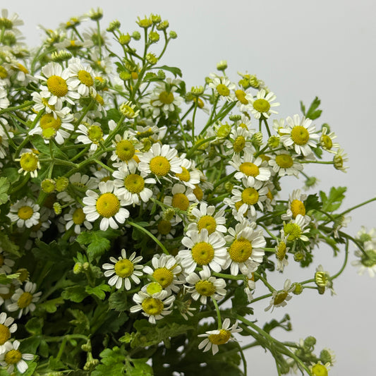 Matricaria