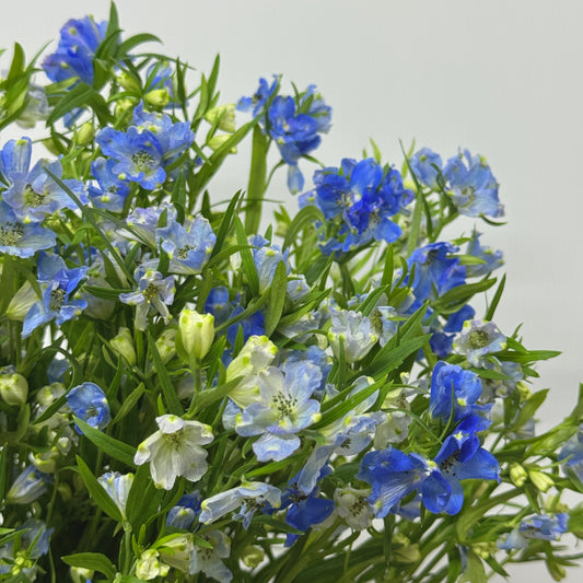Delphinium Mini - Blue