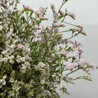 Caspia - Pink