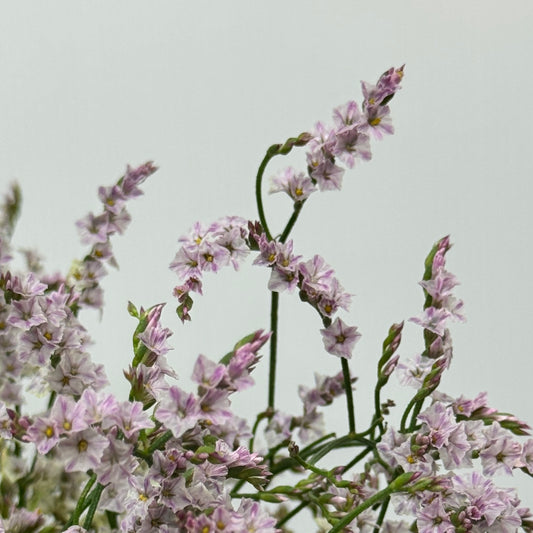 Caspia - Pink