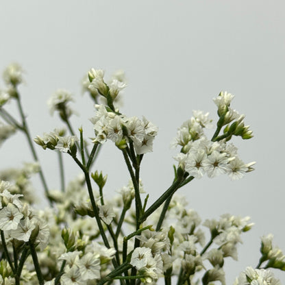 Caspia - White