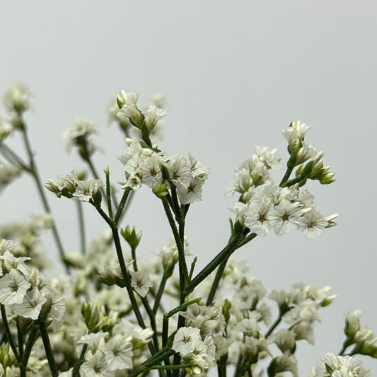 Caspia - White