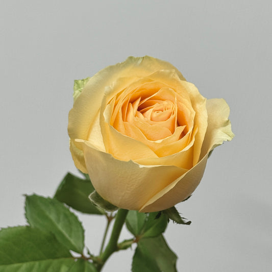Rose - Champagne