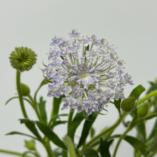 Trachymene Coerulea - Purple