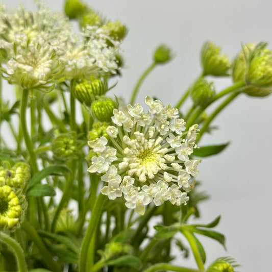Trachymene Coerulea - White