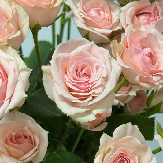 Rose Spray - Light Pink 星悦