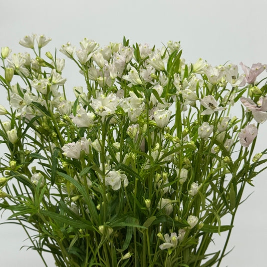 Delphinium Mini - Light Pink